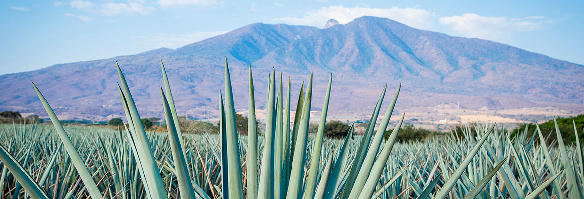 agave